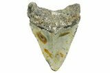 Bargain, Fossil Megalodon Tooth - North Carolina #373133-2